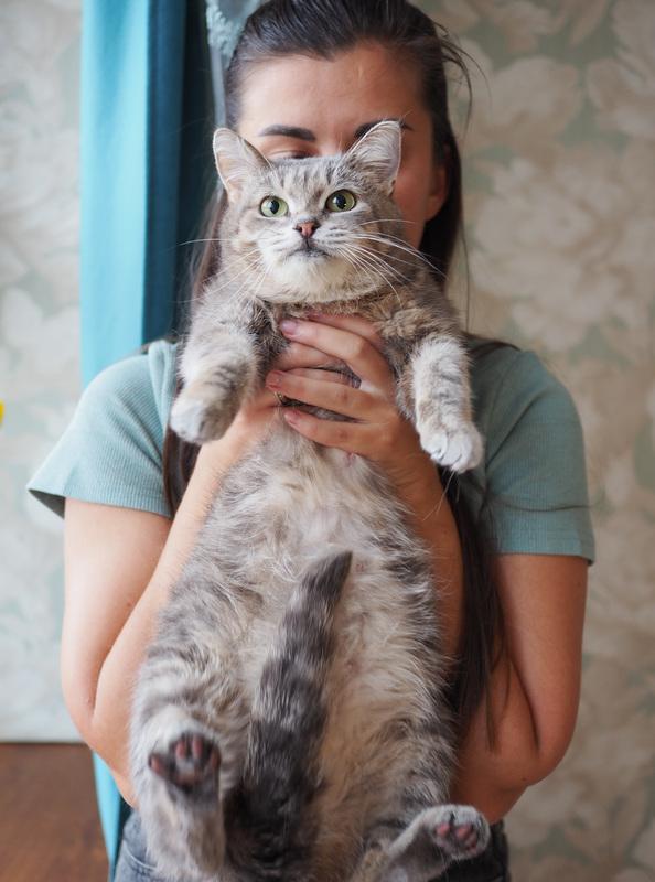 Идеальная кошка-компаньон Лиза в добрые руки купить на Зозу.ру - фотография № 4