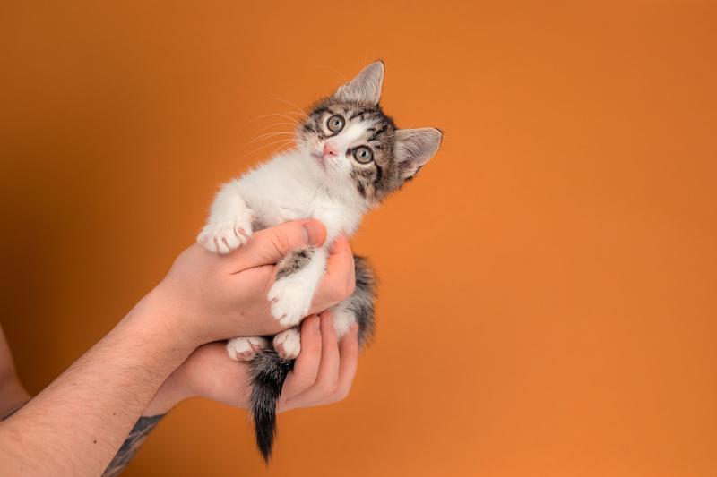 Очаровательный котенок Вася — полосатик в добрые руки купить на Зозу.ру - фотография № 2