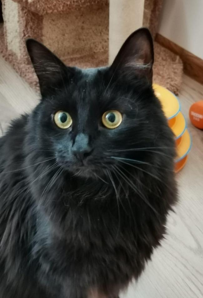 Роскошный метис мейн-куна — крупный черный кот Нельсон в дар купить на Зозу.ру - фотография № 3