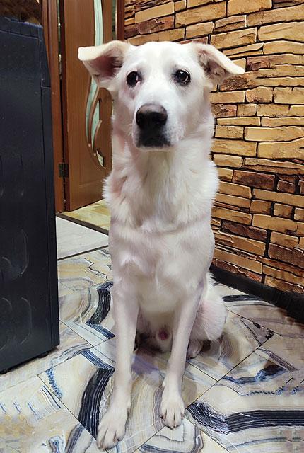 Великолепный Плюш, красивый домашний пес  в добрые руки купить на Зозу.ру - фотография № 5