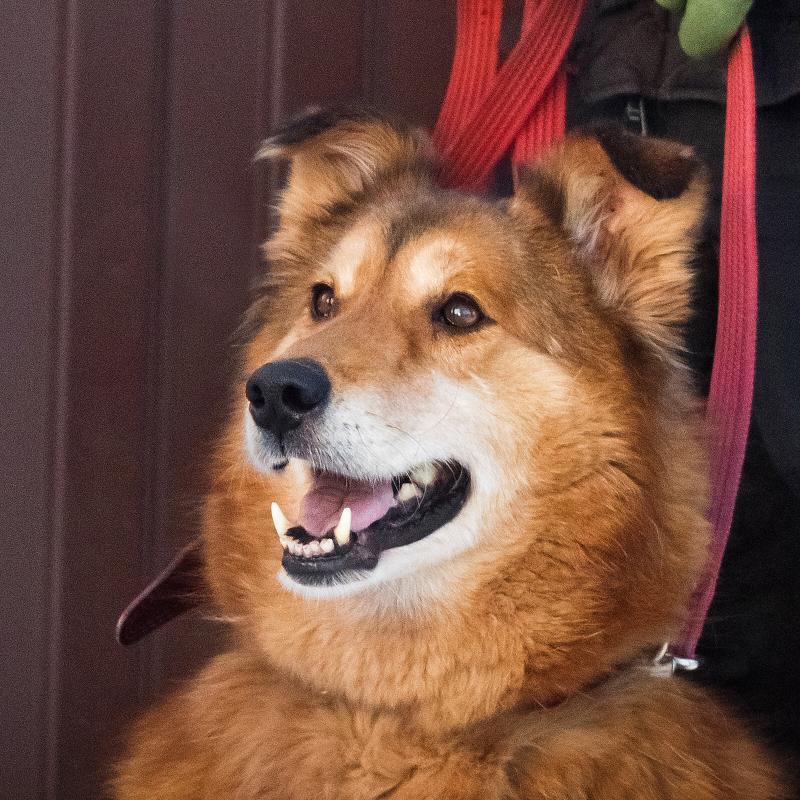 Рыжая пушистая собака-красавица Леди в добрые руки купить на Зозу.ру - фотография № 4