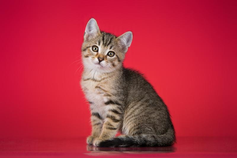 Очаровательный ручной котенок Чип в добрые руки купить на Зозу.ру - фотография № 2