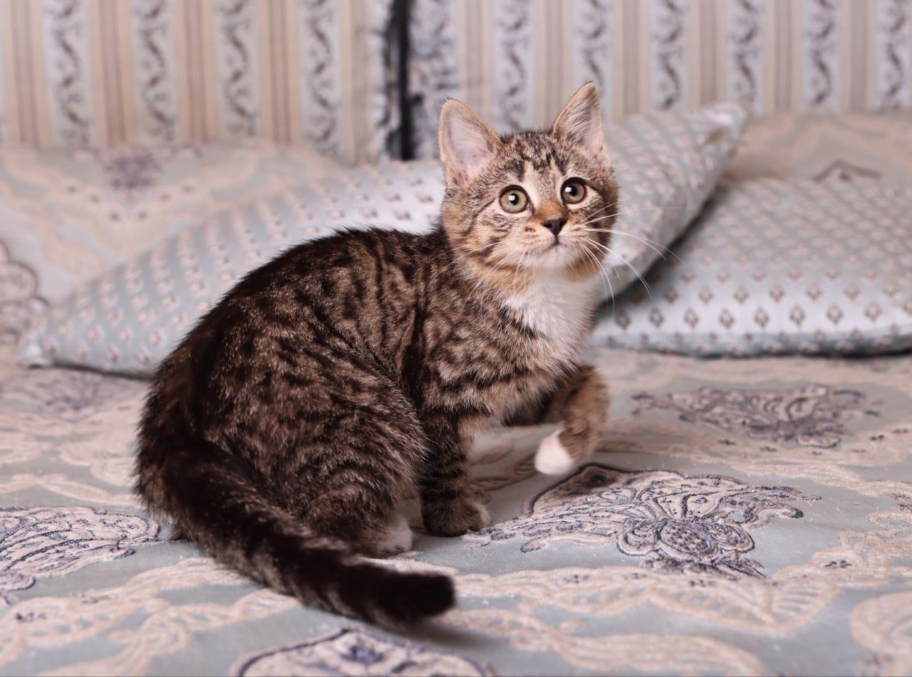 Полосатый котенок Малинка в добрые руки купить на Зозу.ру - фотография № 3