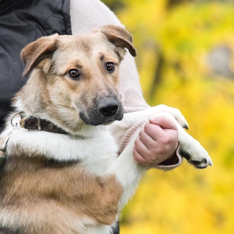 Срочно ищет семью молодой пес Ричард купить на Зозу.ру - фотография № 1