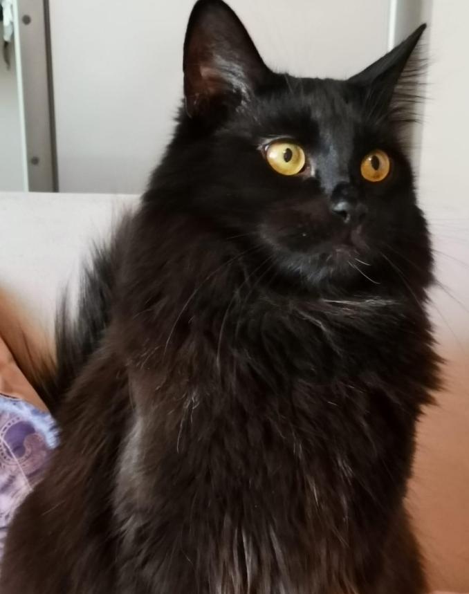 Роскошный метис мейн-куна — крупный черный кот Нельсон в дар купить на Зозу.ру - фотография № 2