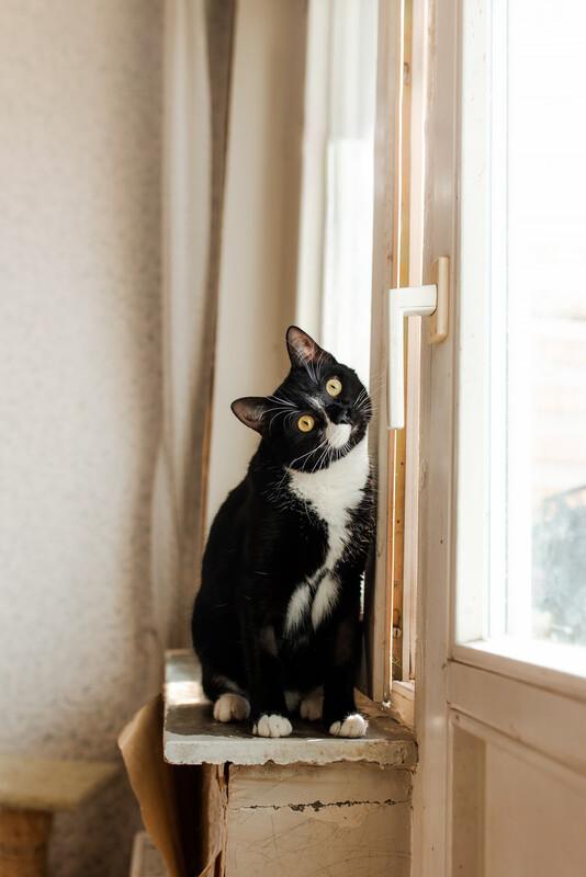 Роскошный маркизный кот Тоша в добрые руки купить на Зозу.ру - фотография № 5