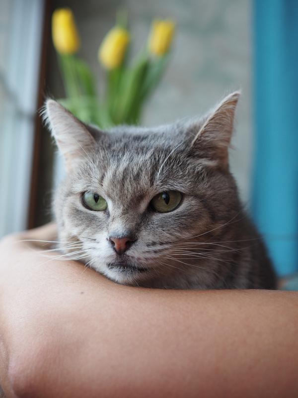 Идеальная кошка-компаньон Лиза в добрые руки купить на Зозу.ру - фотография № 10