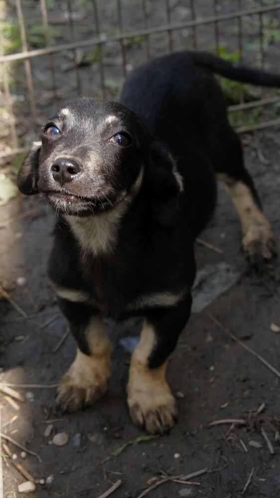 Коротколапик — гладкошерстный щенок Сара в добрые руки купить на Зозу.ру - фотография № 3