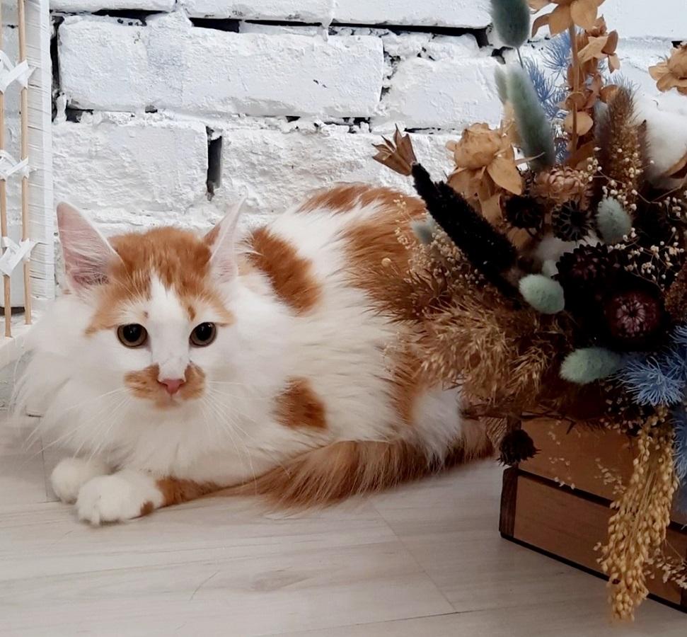 Ласковый котик Соньяр ищет уютный дом! купить на Зозу.ру - фотография № 1