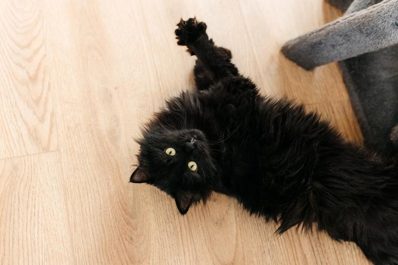 Черный пушистый кот Гриша в добрые руки купить на Зозу.ру - фотография № 6