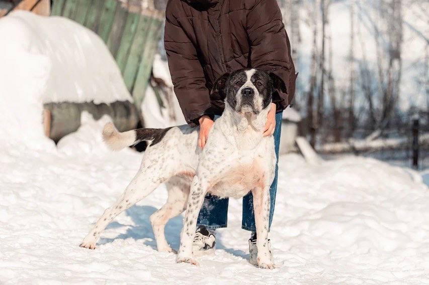 Красивый пёс необычного окраса ищет дом купить на Зозу.ру - фотография № 2