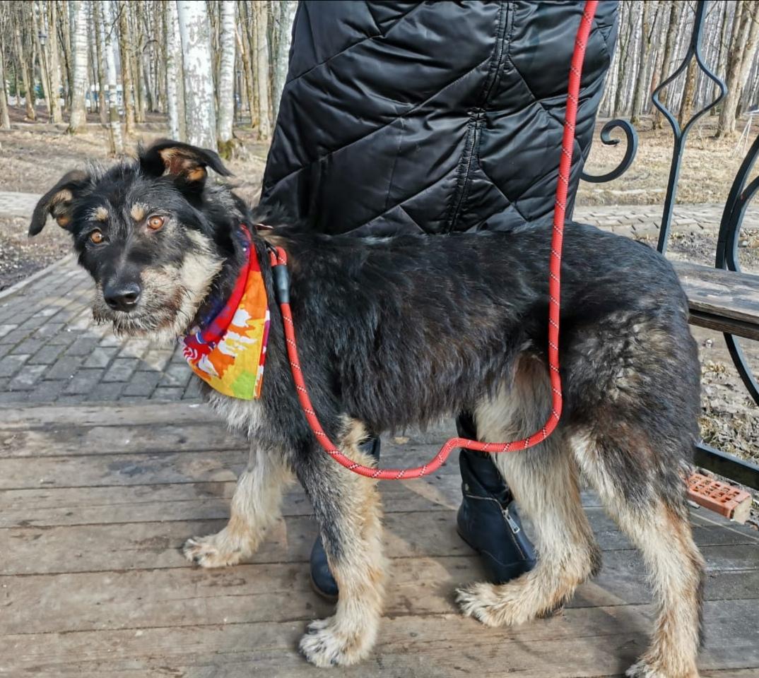 Молодая собака Мила бесплатно купить на Зозу.ру - фотография № 4