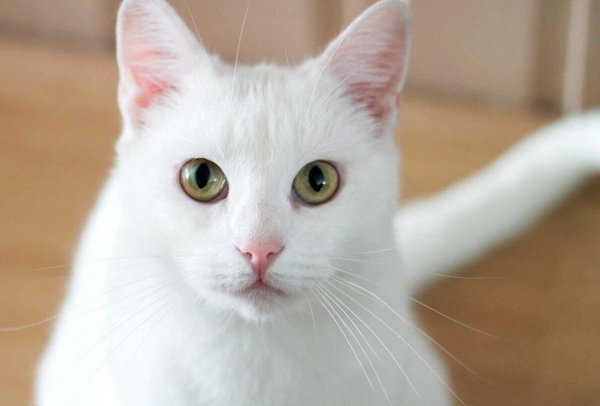 Белый котенок Танго в добрые руки купить на Зозу.ру - фотография № 1