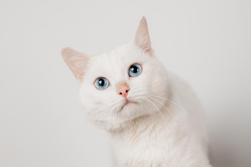 Белый синеглазый кот Топаз в добрые руки купить на Зозу.ру - фотография № 2