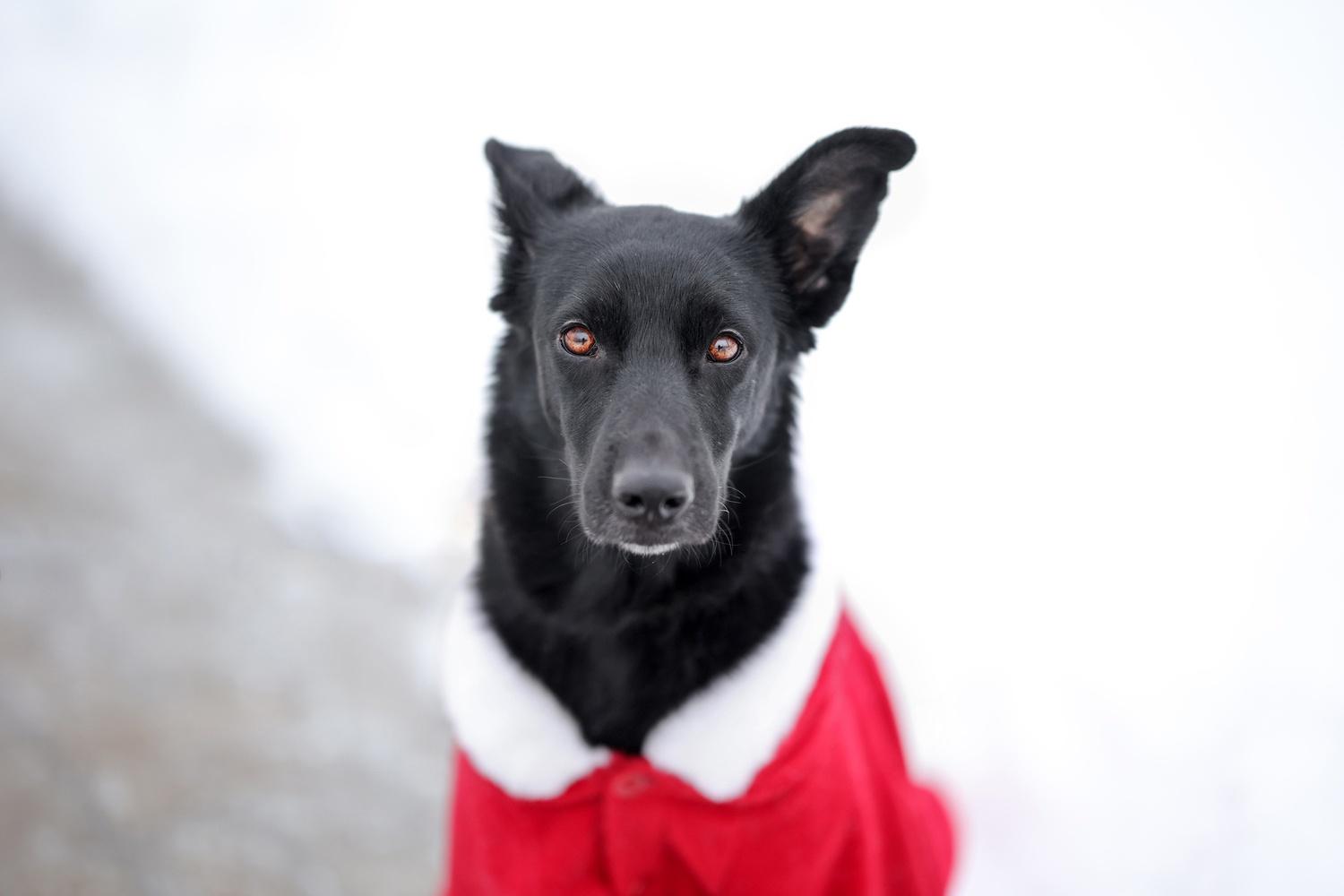 Черная собачка небольшая Амели в добрые руки купить на Зозу.ру - фотография № 4