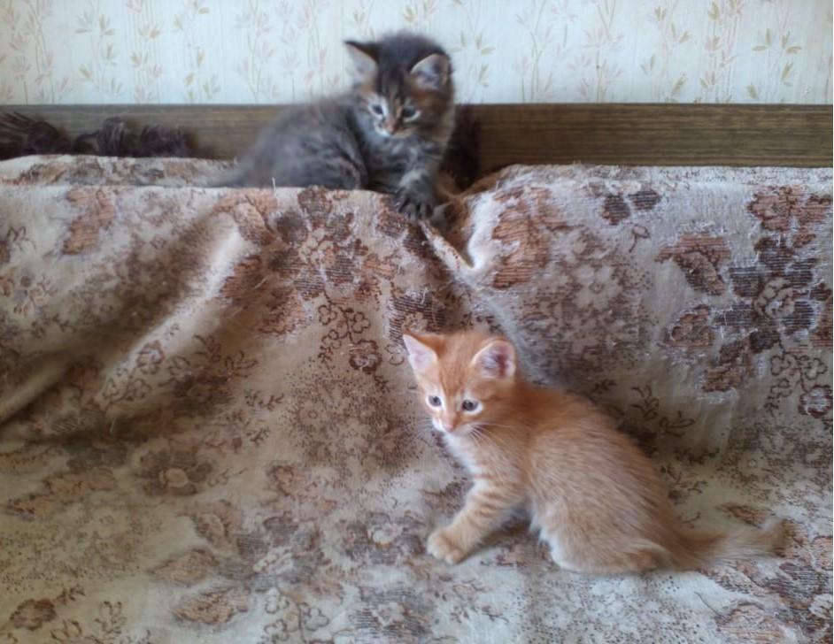 Котята от смышленых родителей купить на Зозу.ру - фотография № 3