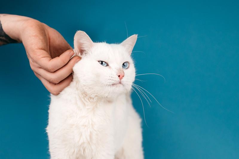 Белый синеглазый кот Топаз в добрые руки купить на Зозу.ру - фотография № 3