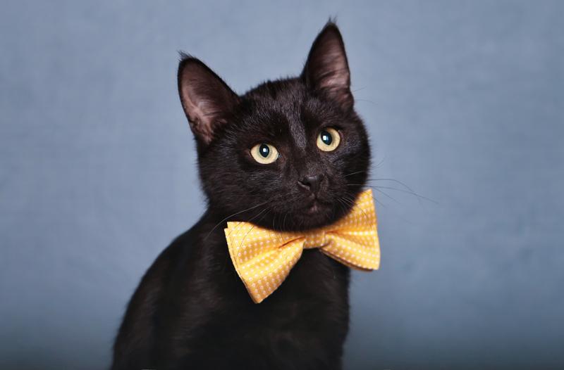 Котенок черный Степа в добрые руки купить на Зозу.ру - фотография № 2