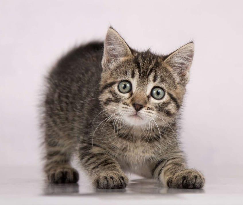 Серый полосатый котенок Пончик в добрые руки купить на Зозу.ру - фотография № 1