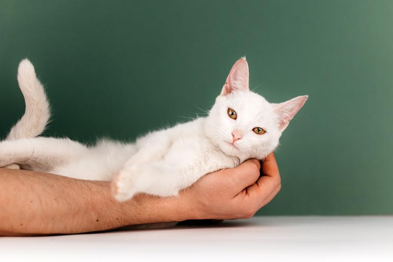 Белый котенок Луна в добрые руки купить на Зозу.ру - фотография № 10