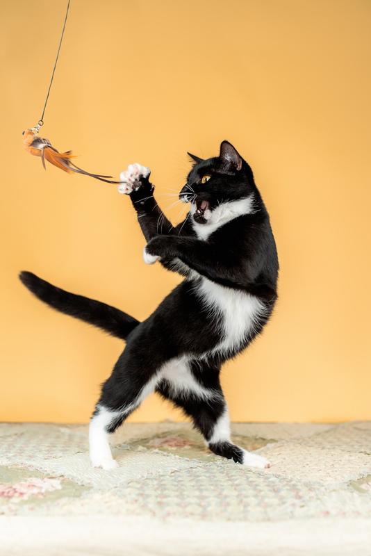 Золотоглазая красавица черно-белая кошка Стасия в добрые руки купить на Зозу.ру - фотография № 3