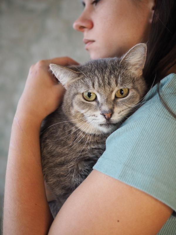 Идеальная кошка-компаньон Лиза в добрые руки купить на Зозу.ру - фотография № 3