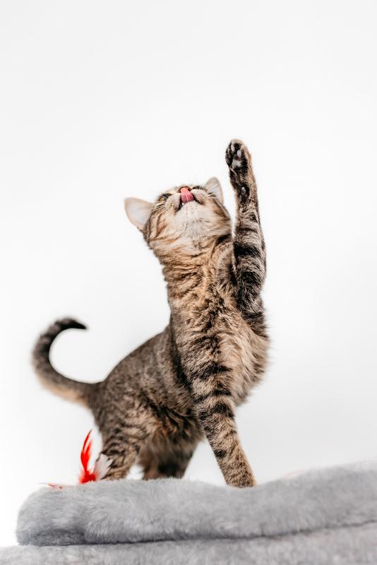 Полосатый котенок Веста в добрые руки купить на Зозу.ру - фотография № 6