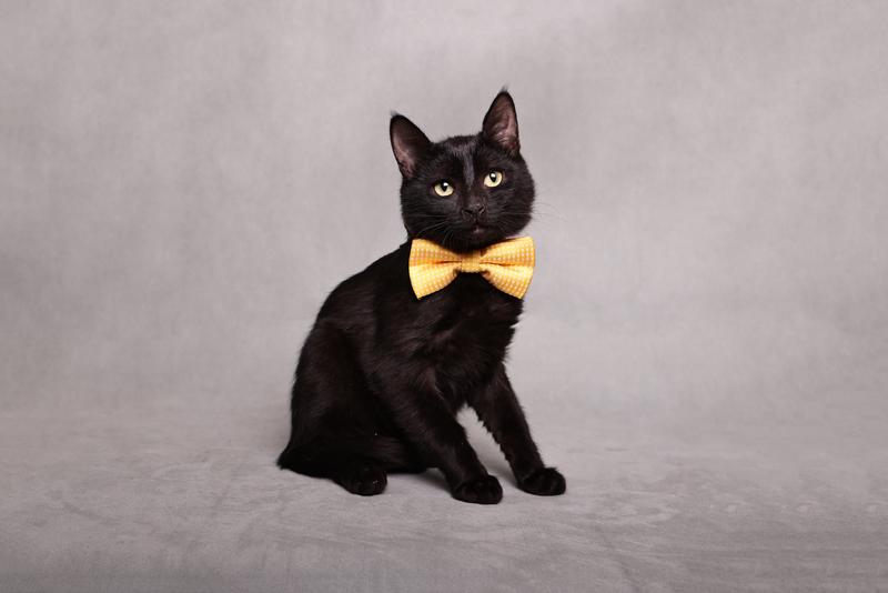 Котенок черный Степа в добрые руки купить на Зозу.ру - фотография № 4