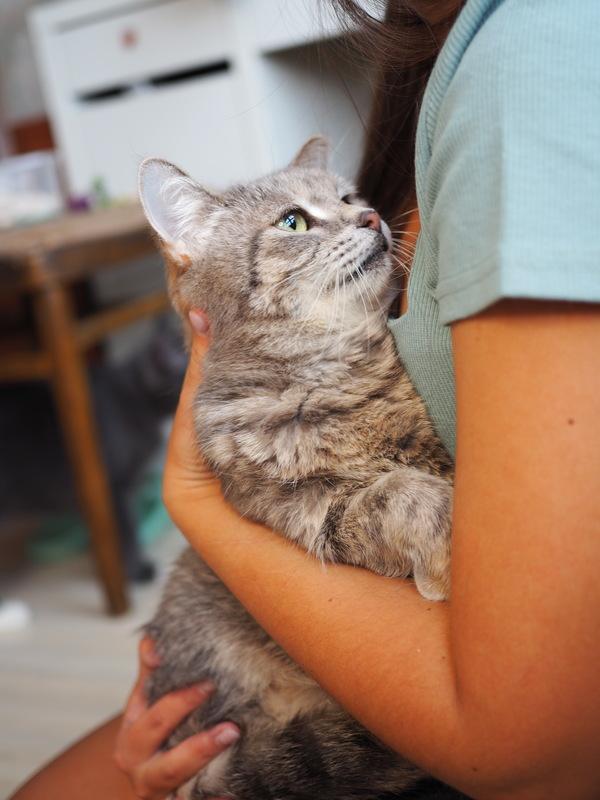 Идеальная кошка-компаньон Лиза в добрые руки купить на Зозу.ру - фотография № 5