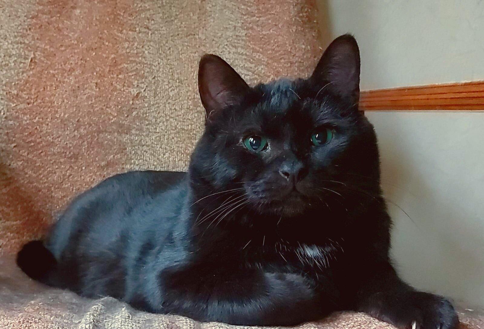 Британский крупный черный красавец-кот Дуглас в добрые руки купить на Зозу.ру - фотография № 1