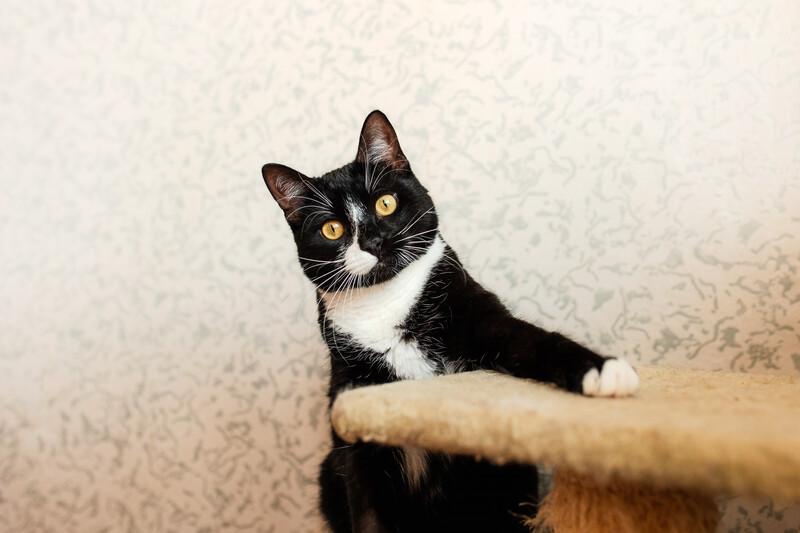 Роскошный маркизный кот Тоша в добрые руки купить на Зозу.ру - фотография № 8