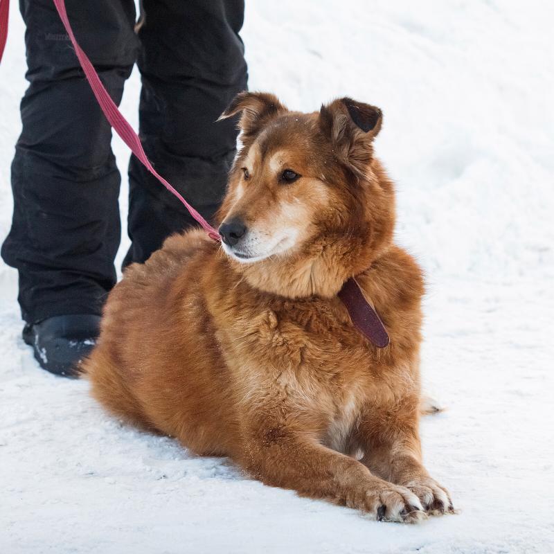Рыжая пушистая собака-красавица Леди в добрые руки купить на Зозу.ру - фотография № 5
