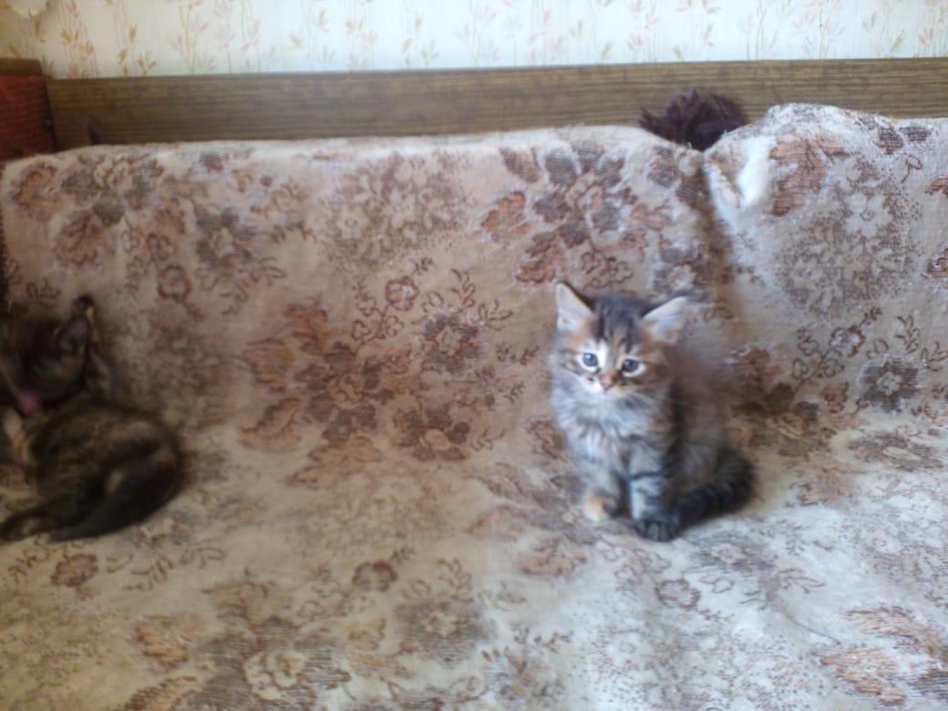 Котята от смышленых родителей купить на Зозу.ру - фотография № 2