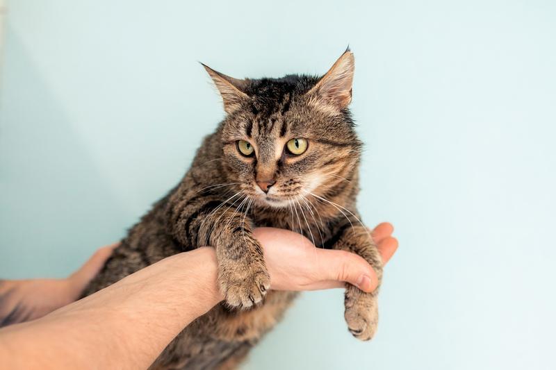 Крупная британская кошка Муза в добрые руки купить на Зозу.ру - фотография № 3