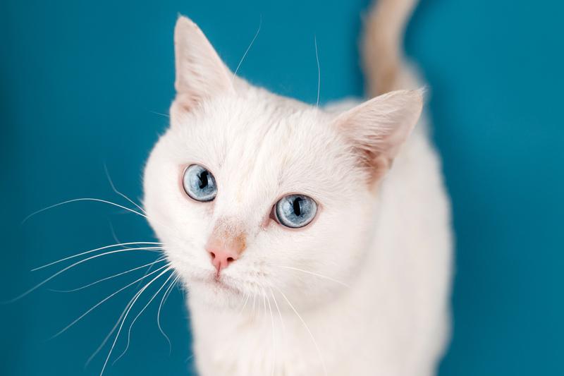 Белый синеглазый кот Топаз в добрые руки купить на Зозу.ру - фотография № 1