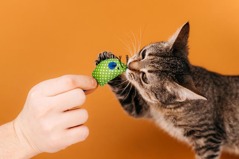 Полосатый котенок Веста в добрые руки купить на Зозу.ру - фотография № 8
