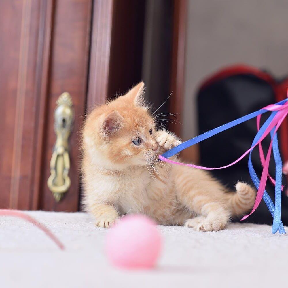 Рыжий очаровательный котенок Мила в добрые руки купить на Зозу.ру - фотография № 3