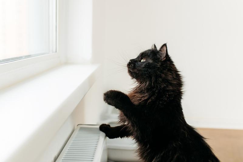 Черный пушистый кот Гриша в добрые руки купить на Зозу.ру - фотография № 7