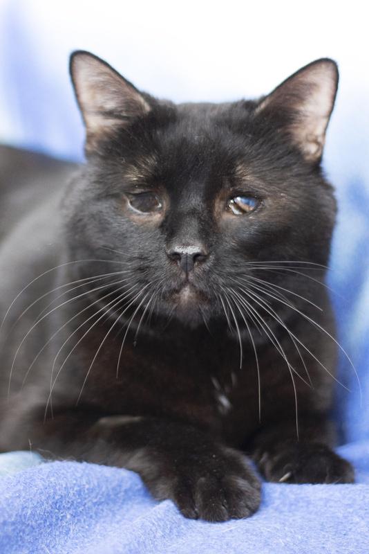 Особенный черный кот Гэндальф ищет дом купить на Зозу.ру - фотография № 4