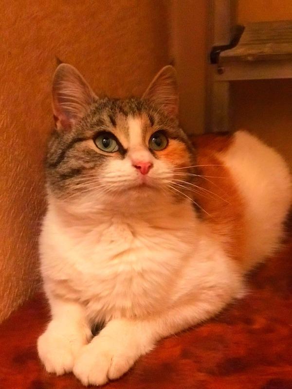 Очаровательный трехцветный котенок Василиса в дар купить на Зозу.ру - фотография № 8