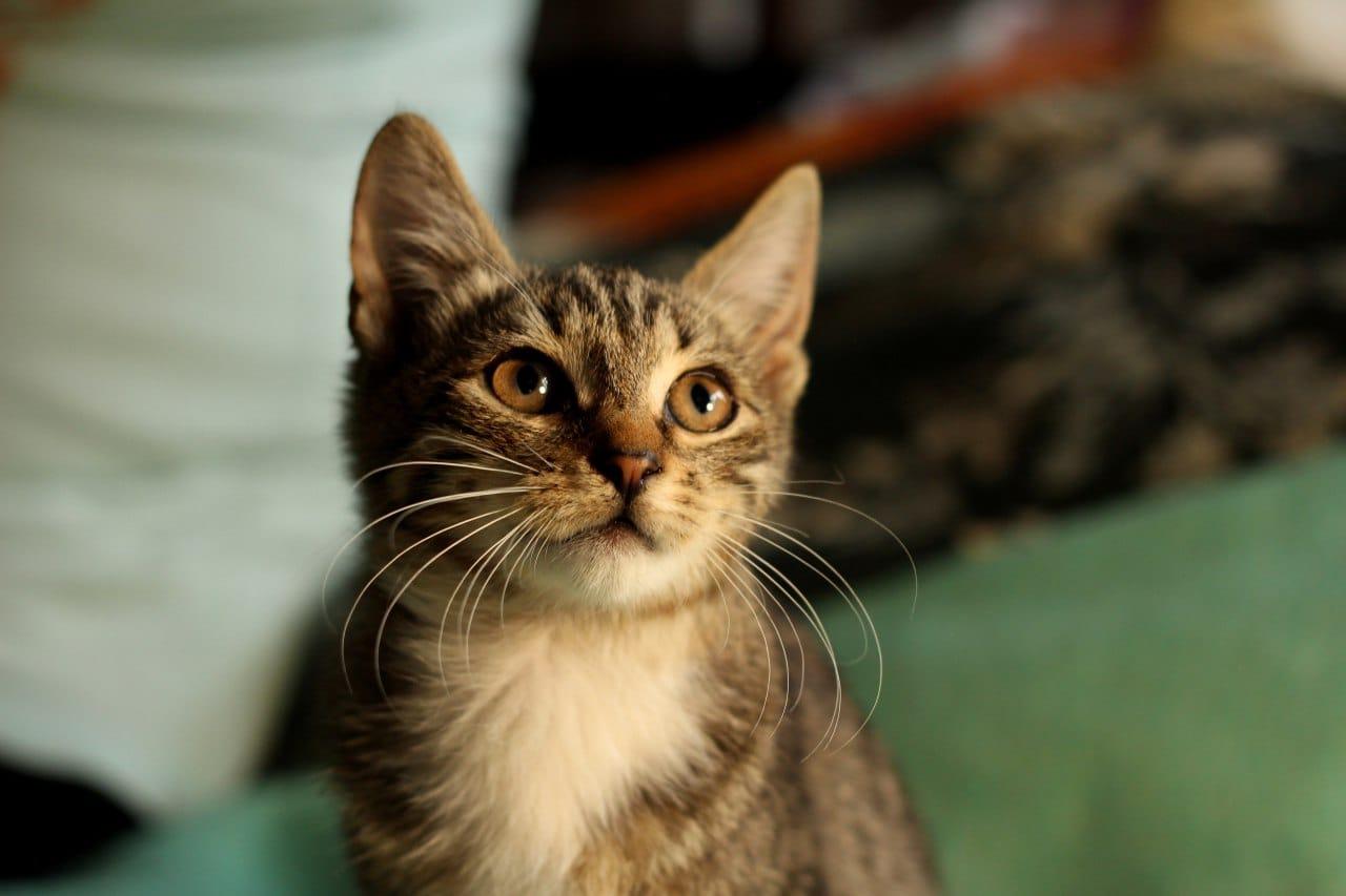 Ручной и ласковый полосатый котенок Смородинка в дар купить на Зозу.ру - фотография № 4
