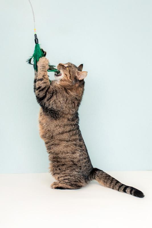 Крупная британская кошка Муза в добрые руки купить на Зозу.ру - фотография № 7