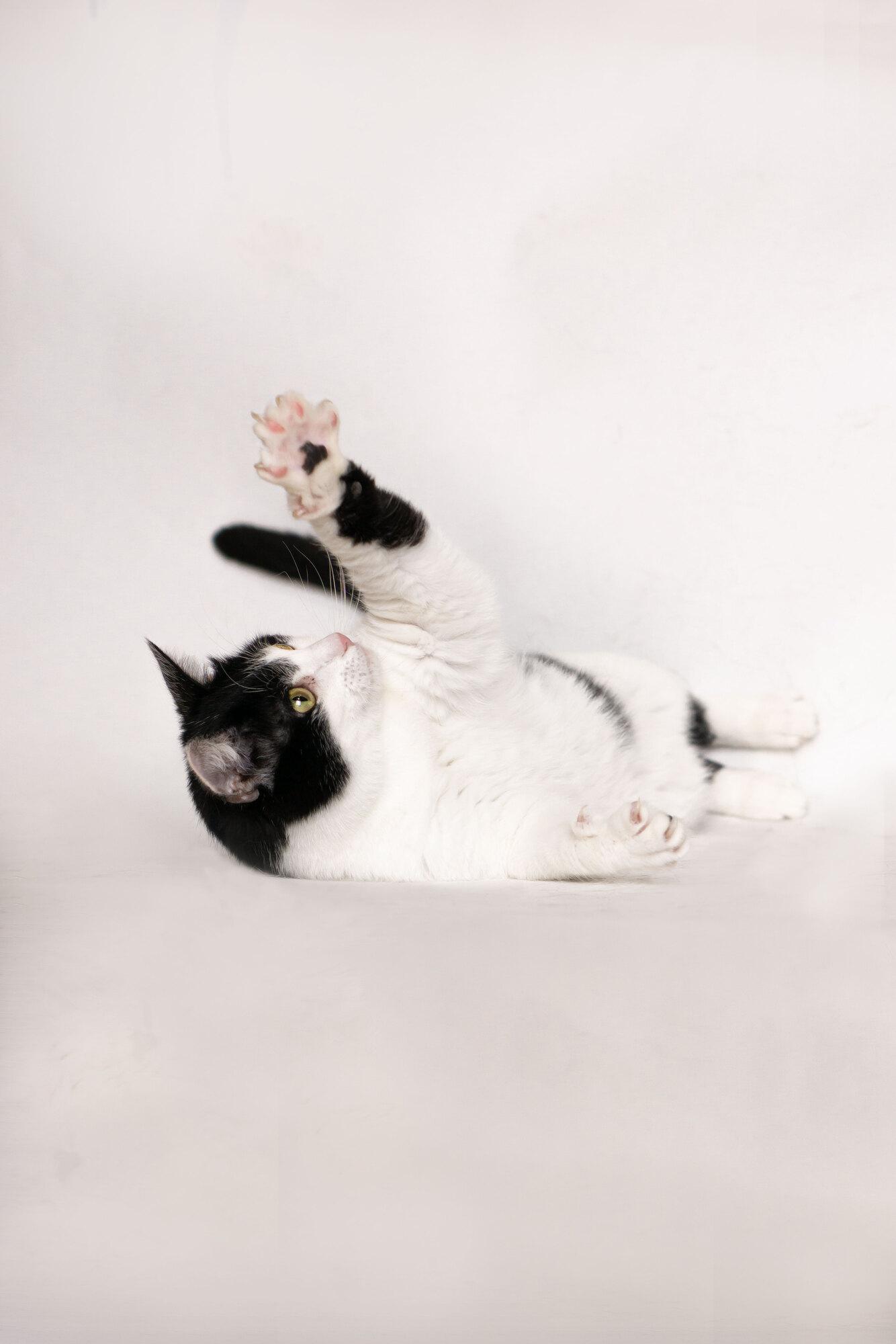 Ласковая кошка Нюша в добрые руки купить на Зозу.ру - фотография № 5