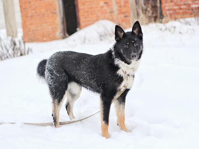 Самый лучший компаньон, молодая собака Бэлла в добрые руки купить на Зозу.ру - фотография № 7