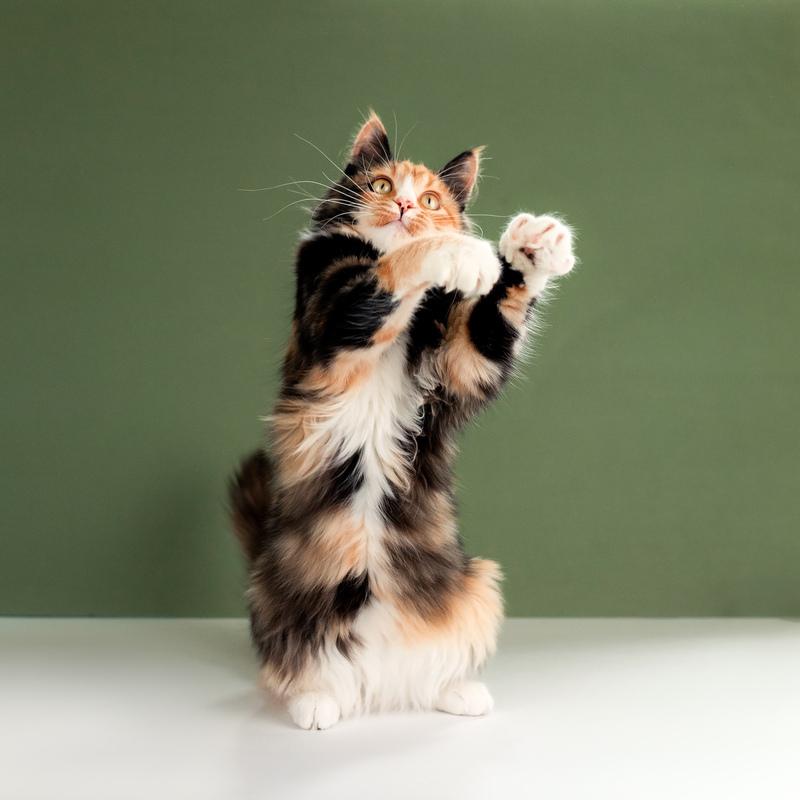Пушистая яркая трехцветная красавица кошка Ириска в добрые руки купить на Зозу.ру - фотография № 3