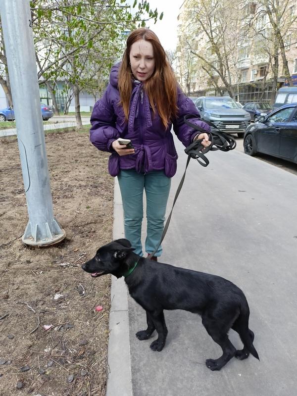 Черный ласковый щенок метис лабрадора Робин в добрые руки купить на Зозу.ру - фотография № 2
