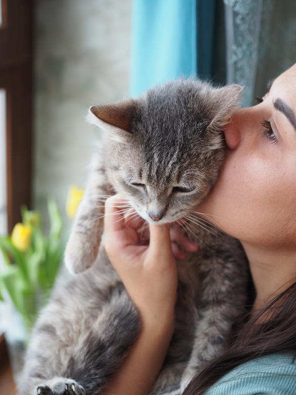 Идеальная кошка-компаньон Лиза в добрые руки купить на Зозу.ру - фотография № 2