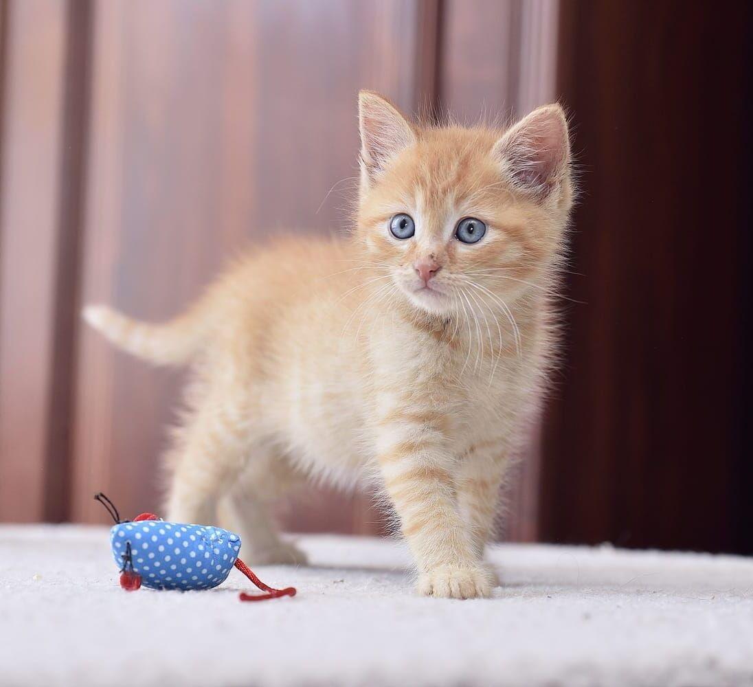 Рыжий очаровательный котенок Мила в добрые руки