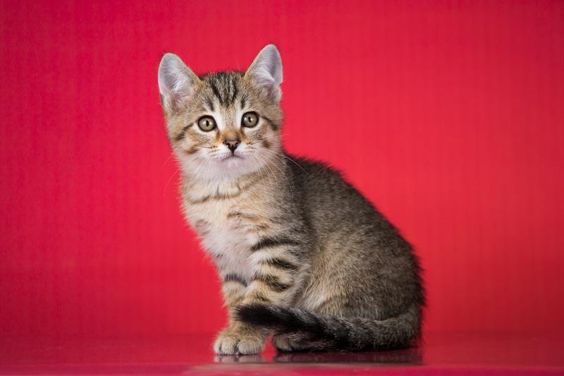 Очаровательный ручной котенок Чип в добрые руки купить на Зозу.ру - фотография № 5