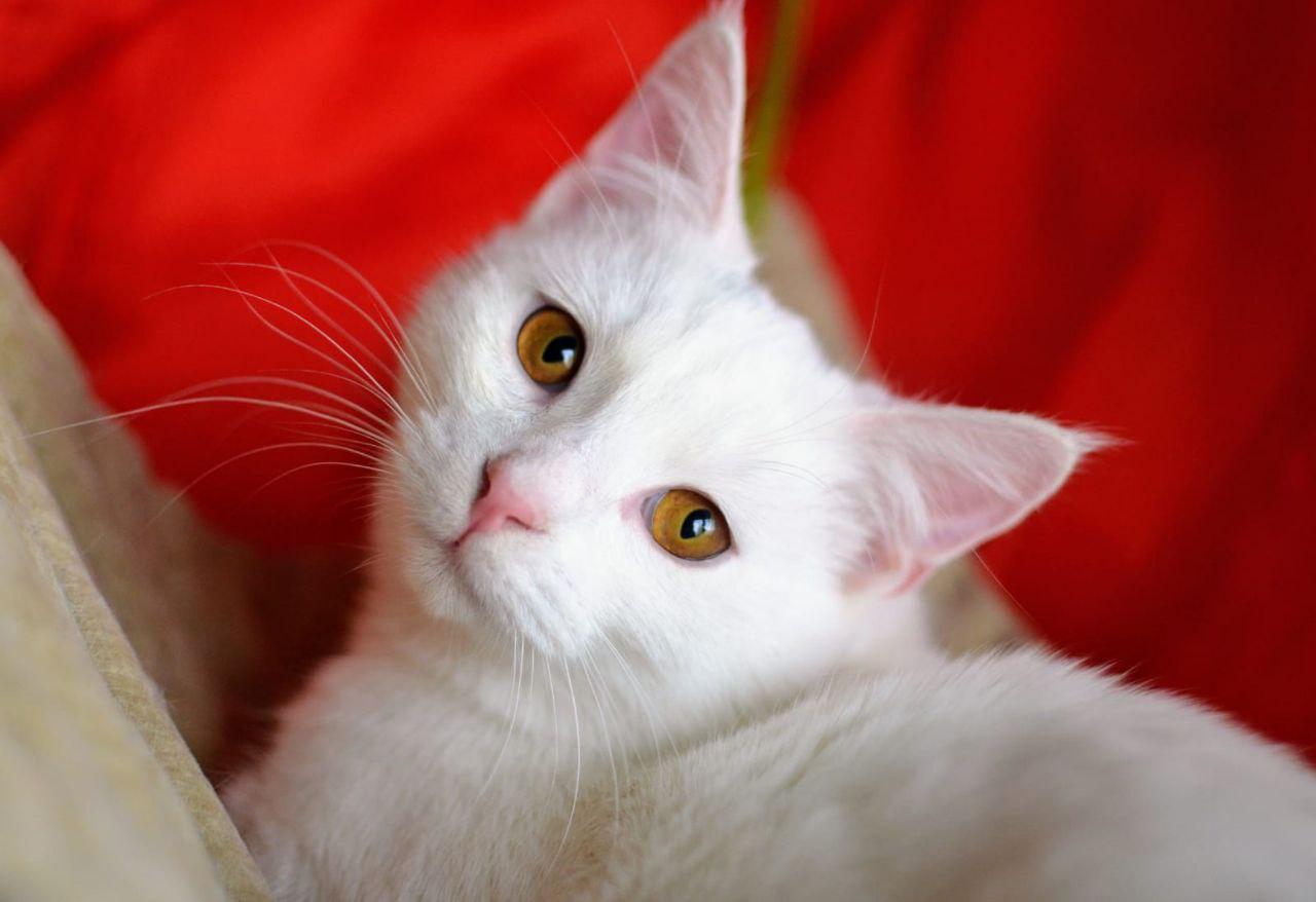 Белый котенок Балет ищет дом